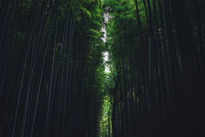 Bamboo Pathway In Forest Wallpaper