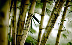 Bamboo Plant In Haze Wallpaper