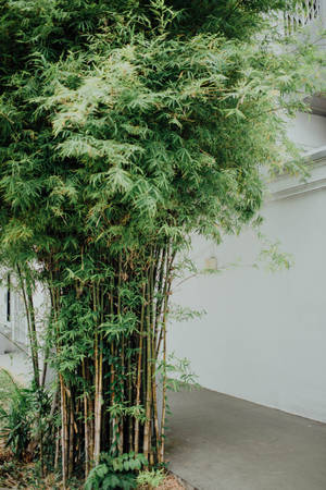 Bamboo Plant In The Garden Wallpaper