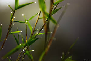 Bamboo Plant With Mist Wallpaper