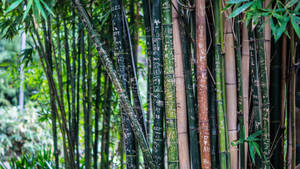 Bamboo Plants In Forest Wallpaper