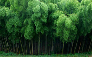 Bamboo Plants Top View Wallpaper