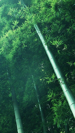 Bamboo Poles And Leaves Iphone Wallpaper