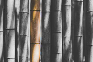 Bamboo Sticks Grayscale Wallpaper
