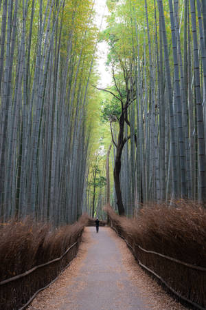 Bamboo Sticks Pathway Wallpaper
