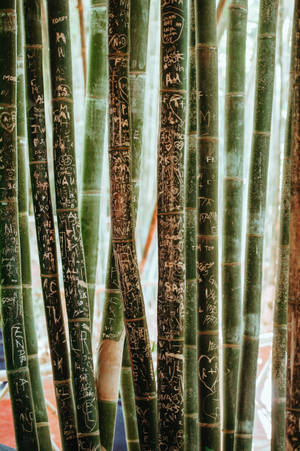 Bamboo Sticks With Text Wallpaper