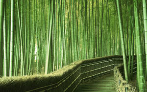 Bamboo Trees Pathway Wallpaper
