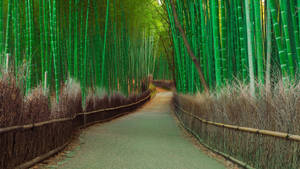 Bamboo Trees Road Wallpaper