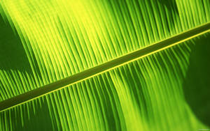 Banana Leaf Closeup Photography Wallpaper