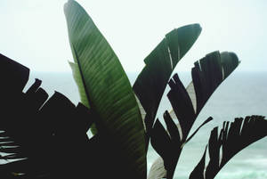 Banana Leaf Gloomy Sky Wallpaper