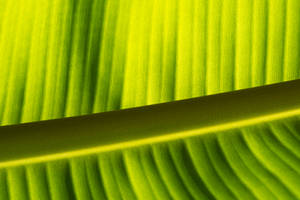 Banana Leaf Green Midrib Wallpaper