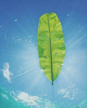 Banana Leaf With Sunrays Wallpaper