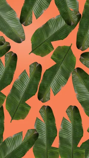 Banana Leaves Iphone Wallpaper