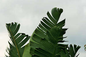 Banana Tree Green Leaves Wallpaper