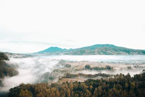 Bandung Foggy Forest Wallpaper