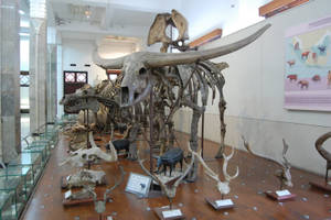 Bandung Museum Bone Exhibit Wallpaper