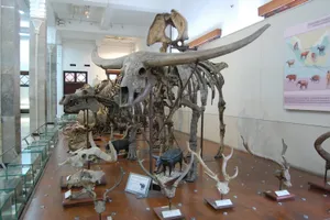 Bandung Museum Bone Exhibit Wallpaper