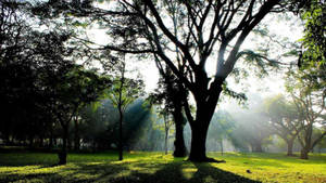 Bangalore Cubbon Park Trees Wallpaper