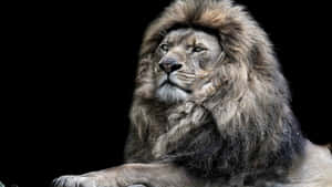 Barbary Lion Face Wallpaper