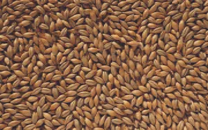Barley Grain Backdrop Wallpaper