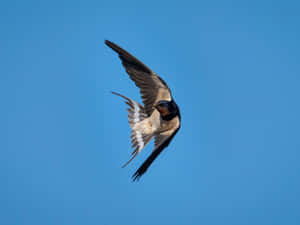 Barn Swallow In Flight.jpg Wallpaper