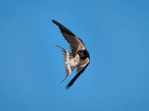Barn Swallow In Flight.jpg Wallpaper