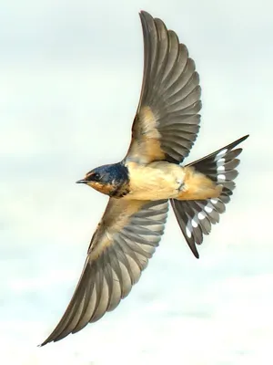 Barn Swallow In Flight.jpg Wallpaper