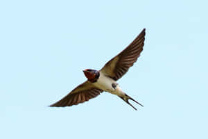 Barn Swallow In Flight.jpg Wallpaper