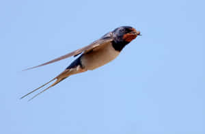 Barn_ Swallow_ In_ Flight_ With_ Insect.jpg Wallpaper