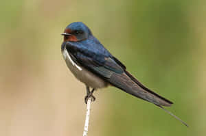 Barn Swallow Perched Wallpaper