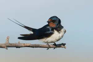 Barn Swallow Restingon Branch Wallpaper
