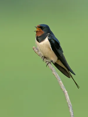 Barn Swallow Restingon Branch Wallpaper