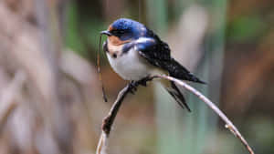 Barn Swallow Restingon Branch Wallpaper