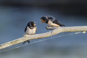 Barn Swallows Conversation Wallpaper