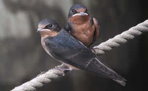 Barn Swallows Restingon Rope Wallpaper