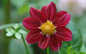 Bashful Dahlia Wallpaper