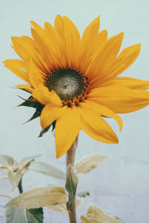 “bask In The Sunshine Of This Bright Yellow Sunflower.” Wallpaper