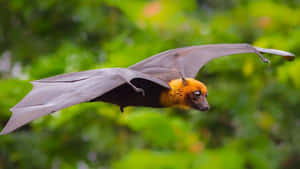 Bat Flying Spread Wings Wallpaper
