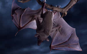 Bats Are A Common Sight In The Night Sky Wallpaper