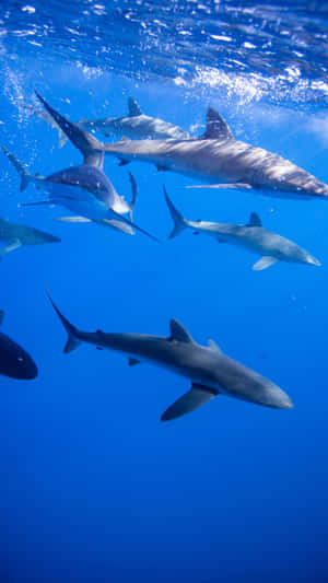 Battalions Of Black Shark Big Deep Blue Sea Wallpaper