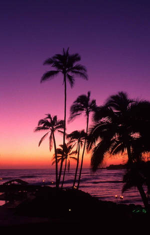 Be Amazed By The Beautiful Pink Sunset Wallpaper