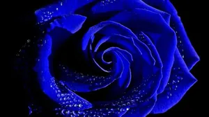 Be Bold And Unique With The Indigo Aesthetic Wallpaper