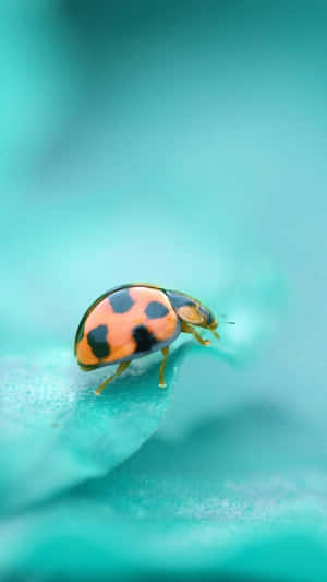 Be Unique And Stylish With A Ladybug Printed Iphone Wallpaper