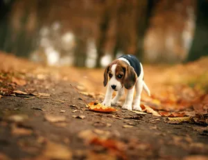 Beagle Dog And Maple Leaves Wallpaper