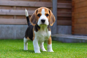 Beagle Dog Standing On Grass Wallpaper