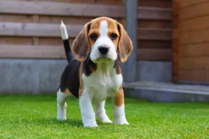 Beagle Dog Standing On Grass Wallpaper