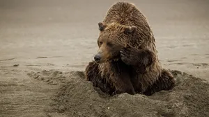 Bear In Sand Wallpaper