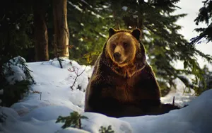 Bear In Snow Wallpaper