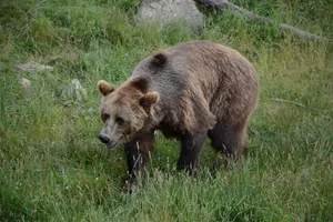 Bear In Wild Wallpaper