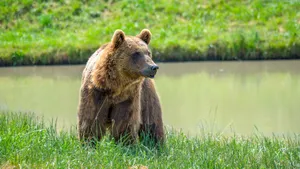 Bear On River Wallpaper